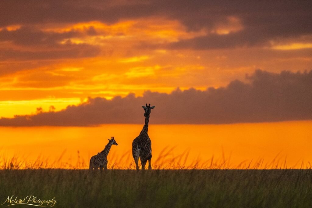 Giraffe Mother and Calf Silhouette at African Sunset — Fine art canvas print by Naomi McLeod