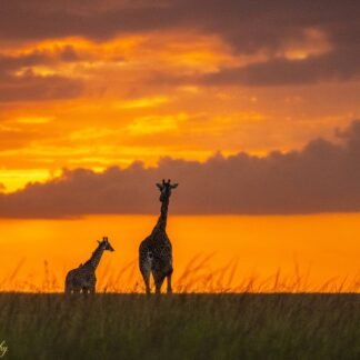 Giraffe Mother and Calf Silhouette at African Sunset