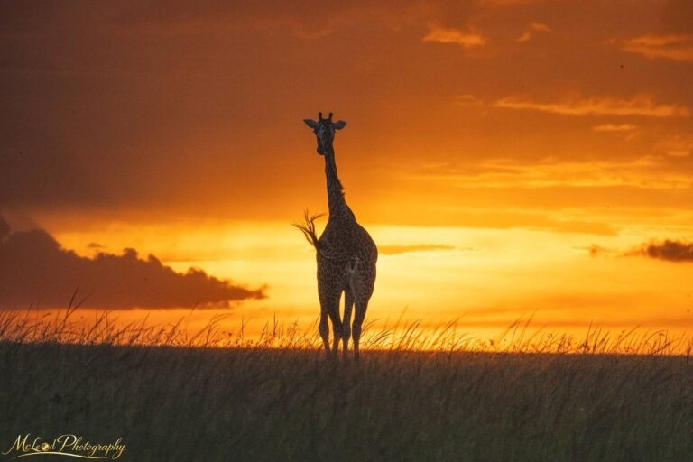 Giraffe Silhouette at Golden Sunset | African Safari Wall Art
