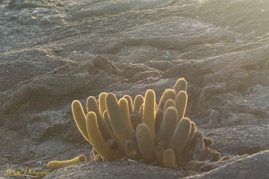 Golden Lava Cactus on Volcanic Rock Galapagos Islands — Fine art canvas print by Naomi McLeod