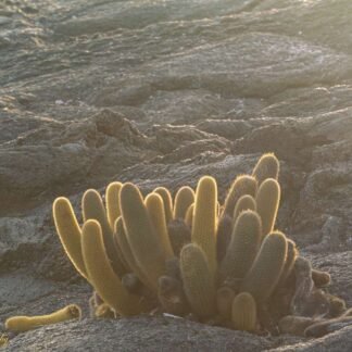 Golden Lava Cactus on Volcanic Rock Galapagos Islands