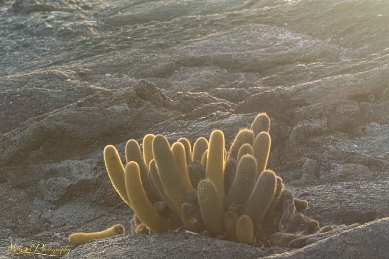 Golden Lava Cactus on Volcanic Rock Galapagos Islands