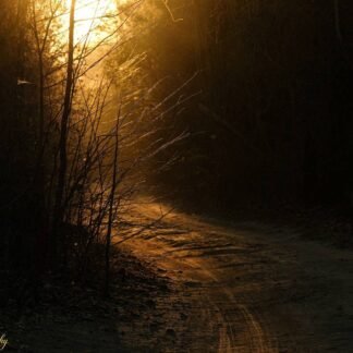 Golden Forest Path at Sunset Misty Woodland Wall Art