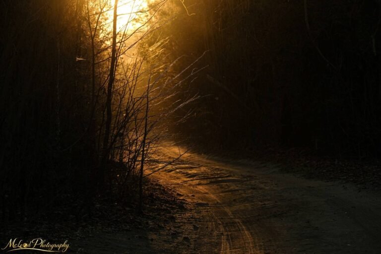 Golden Forest Path at Sunset Misty Woodland Wall Art