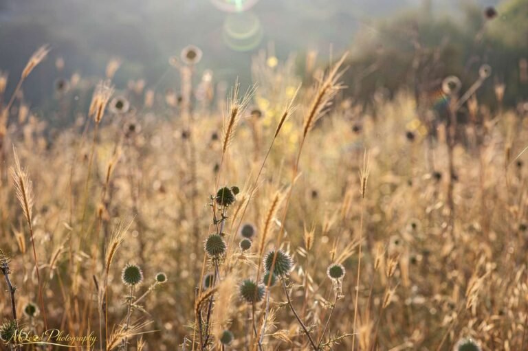 Golden Meadow Grasses and Thistles in Dreamy Sunlight