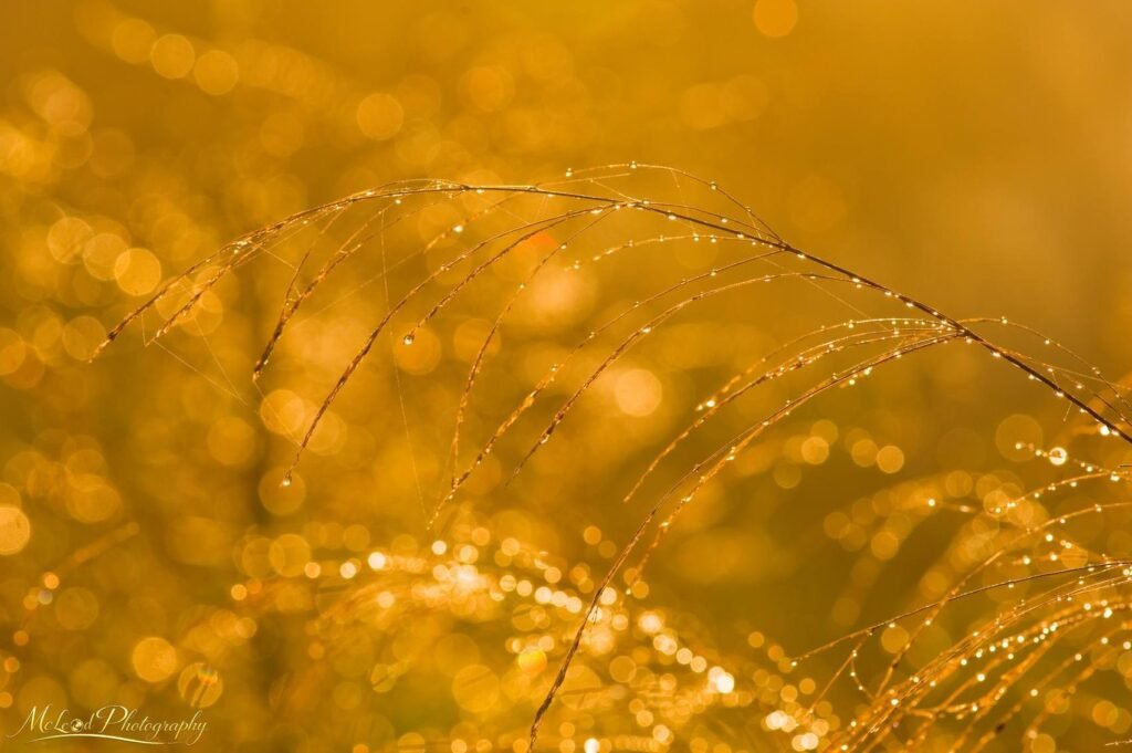 Golden Dew Drops on Grass at Sunrise Fine Art Print — Fine art canvas print by Naomi McLeod