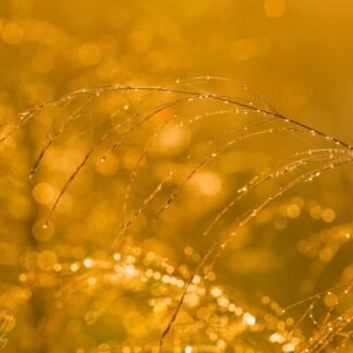 Golden Dew Drops on Grass at Sunrise Fine Art Print