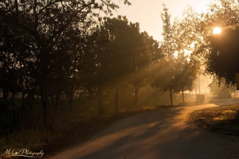 Golden Sunrise Through Misty Trees on Country Road