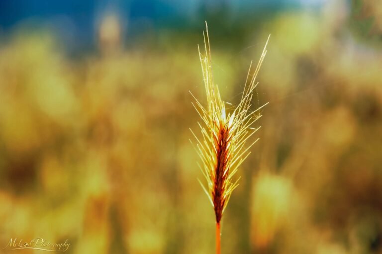 Golden Wheat Grass in Summer Sunlight Fine Art Print