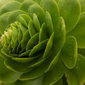 Vibrant Green Succulent Rosette with Morning Dew Drops