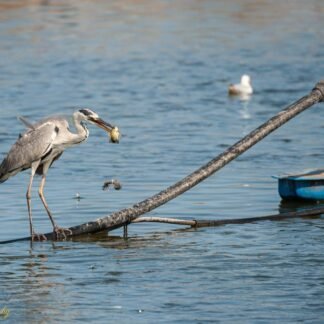 Grey Heron Catches Fish at Harbor - Wildlife Wall Art
