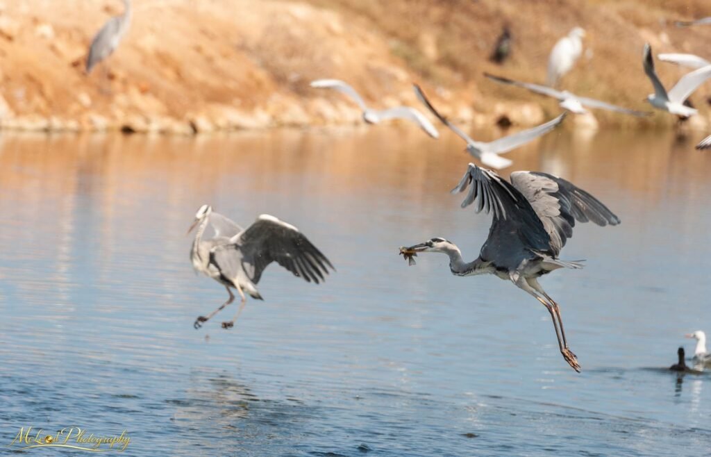 Grey Heron Catches Fish Mid-Flight Over Wetland Waters — Fine art canvas print by Naomi McLeod