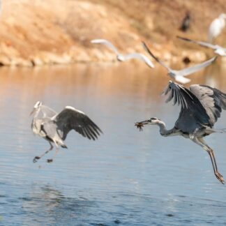 Grey Heron Catches Fish Mid-Flight Over Wetland Waters