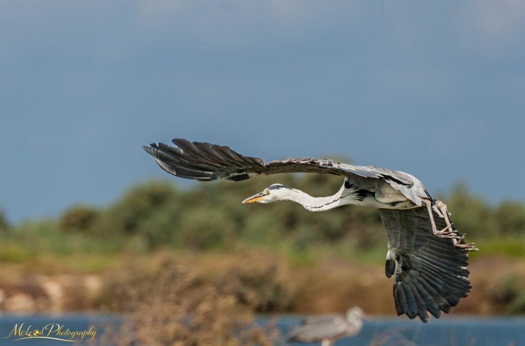 Fine art canvas print: Grey Heron in Majestic Flight Over Wetland Reserve &mdash; Birds