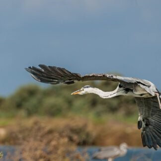Grey Heron in Majestic Flight Over Wetland Reserve