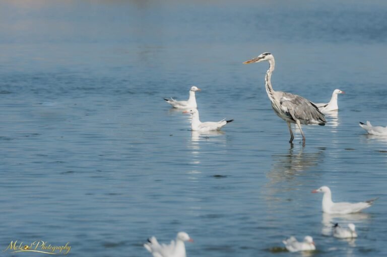 Grey Heron Wading Among Seagulls in Misty Morning Waters