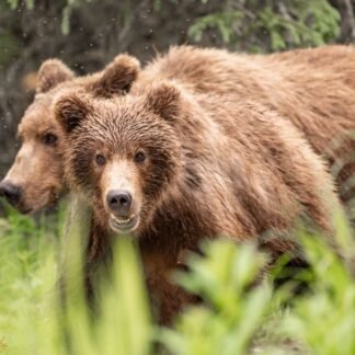 Grizzly Bear Cubs in Alaska Summer Wilderness
