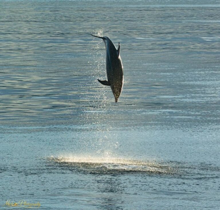 Leaping Dolphin Silhouette Against Sunlit Ocean Waters