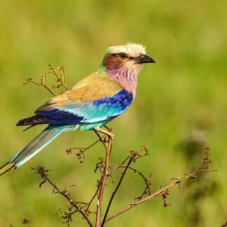 Lilac Breasted Roller Bird Fine Art African Safari Print
