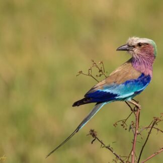 Lilac Breasted Roller Bird African Safari Wildlife Art
