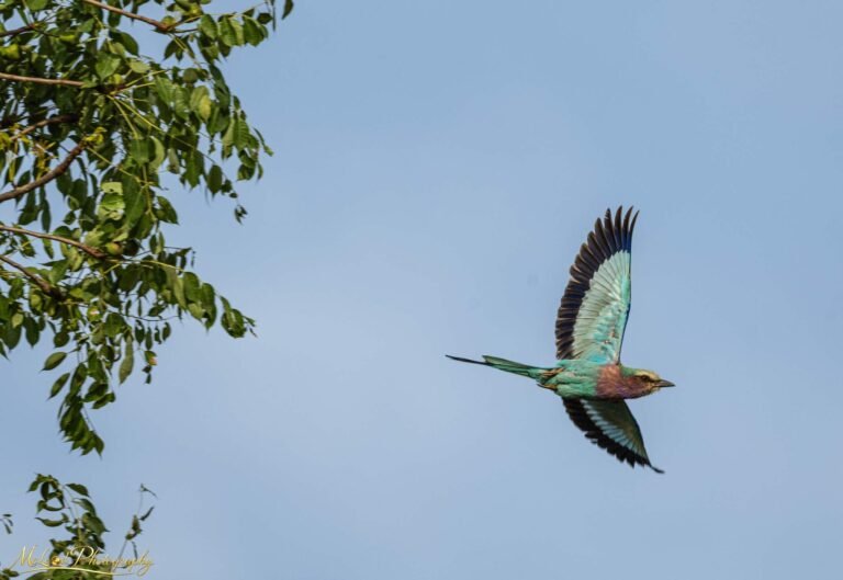 Lilac Breasted Roller in Flight African Safari Wall Art