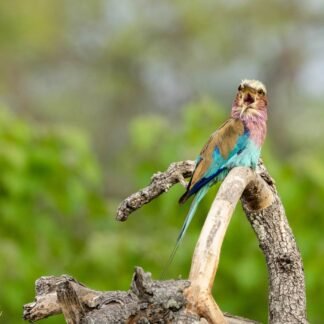 Lilac Breasted Roller Calling on Branch African Wildlife Art
