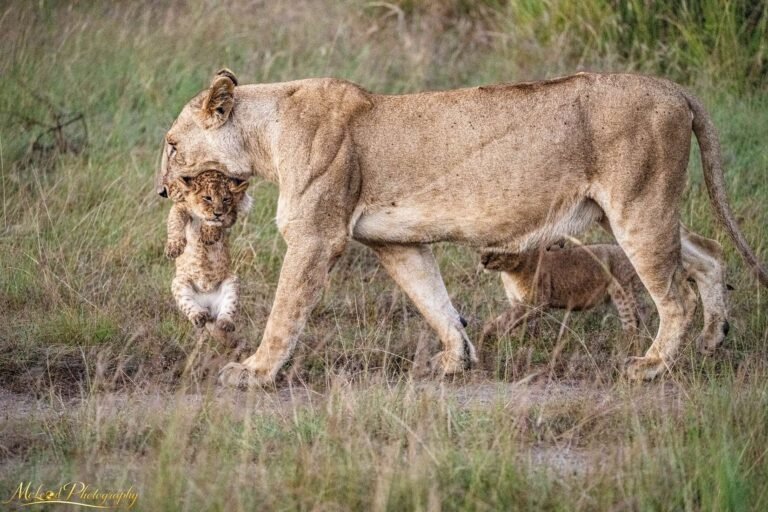 Lioness Carrying Cub Through African Savanna Grasslands