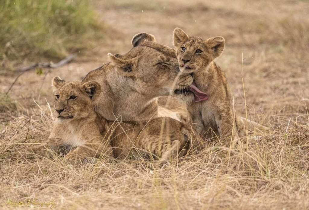 Lioness Grooming Cubs in African Savanna – Wildlife Wall Art — Fine art canvas print by Naomi McLeod