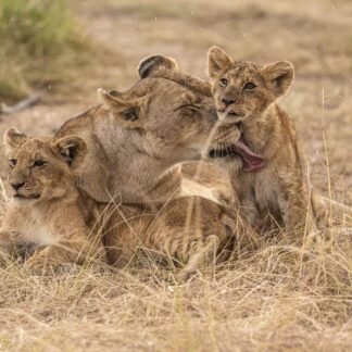 Lioness Grooming Cubs in African Savanna - Wildlife Wall Art