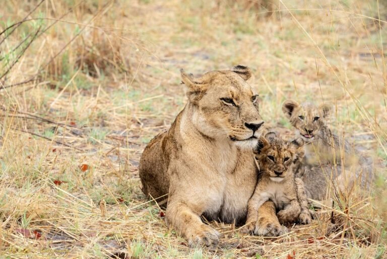 Lioness with Cubs in Golden African Savanna Grass