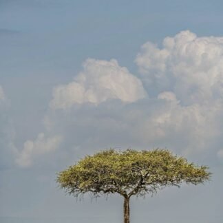 Lone Acacia Tree in African Savanna Under Dramatic Clouds