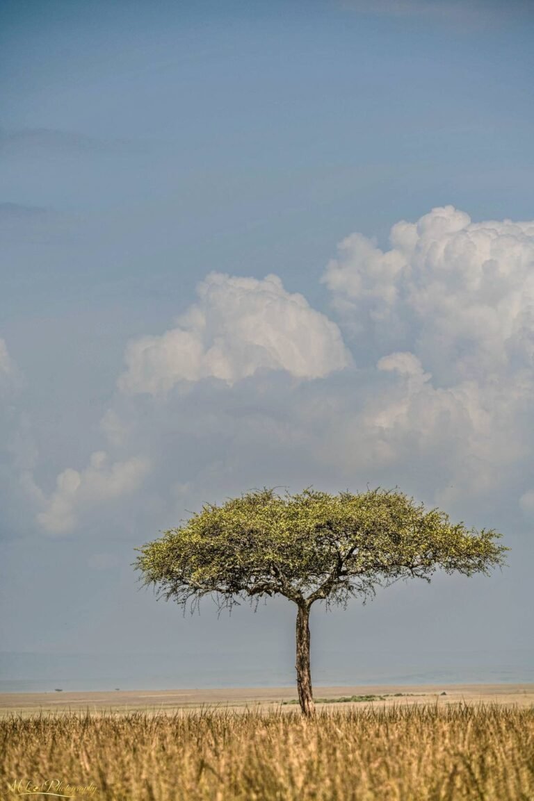 Lone Acacia Tree in African Savanna Under Dramatic Clouds