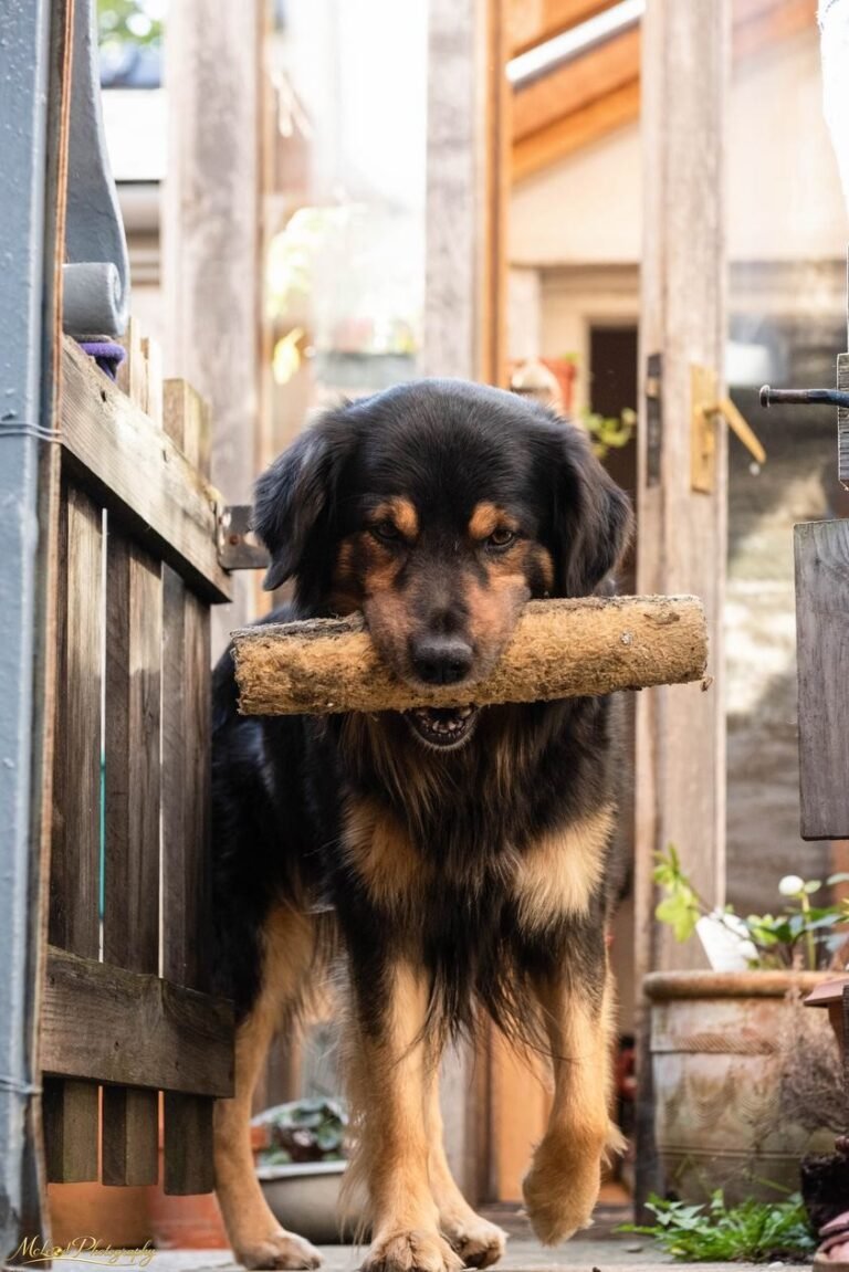 Loyal Dog Carrying Log Through Rustic Wooden Doorway