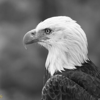 Majestic Bald Eagle Portrait in Black and White Fine Art