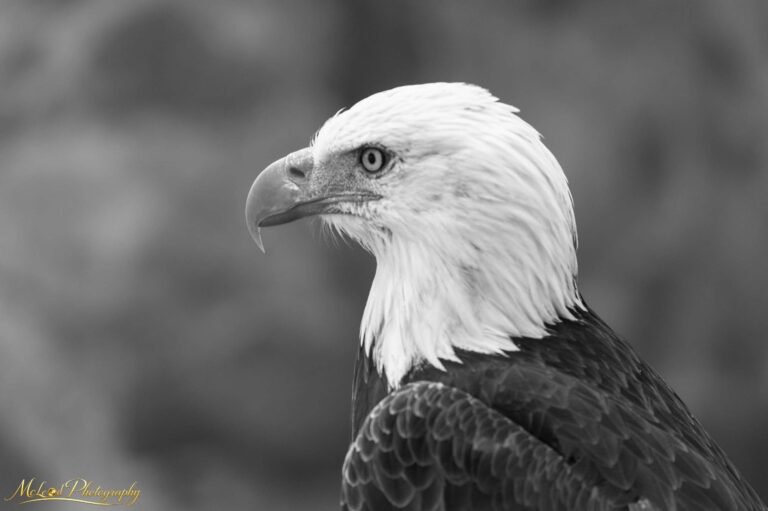 Majestic Bald Eagle Portrait in Black and White Fine Art