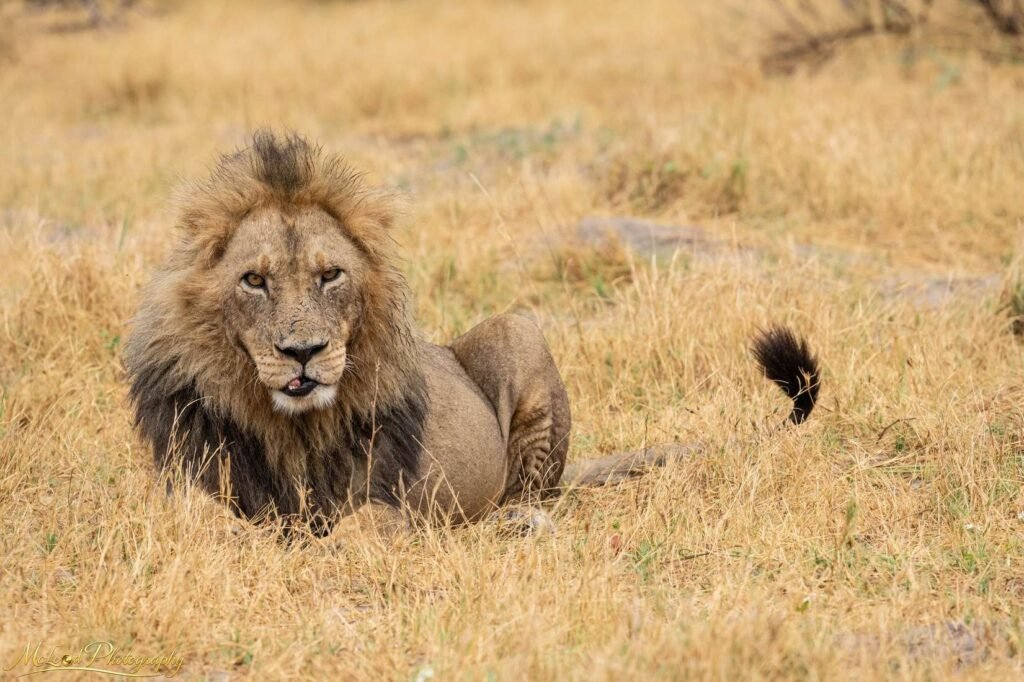 Majestic Male Lion Resting in African Savanna Golden Grass — Fine art canvas print by Naomi McLeod