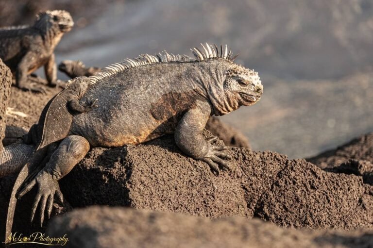 Marine Iguana Basking on Volcanic Rocks Galapagos Islands