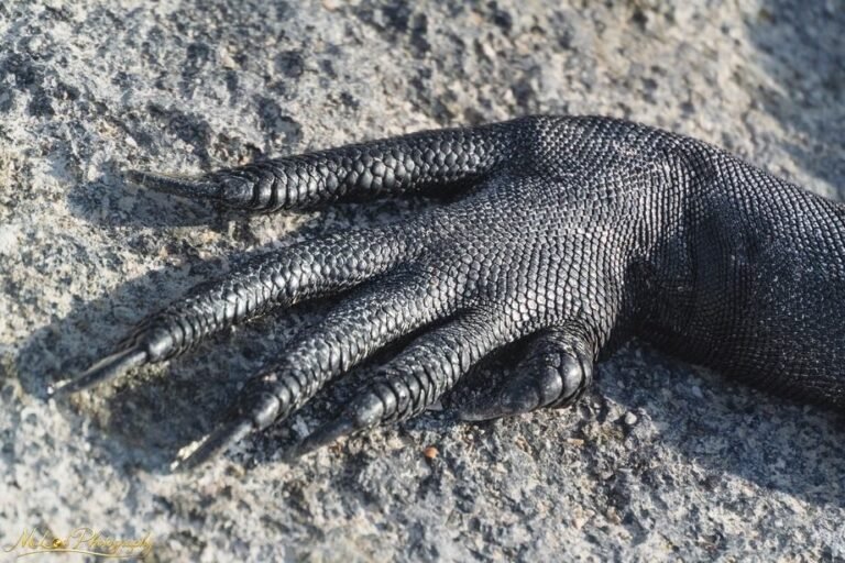 Marine Iguana Claw Detail on Volcanic Rock Galapagos
