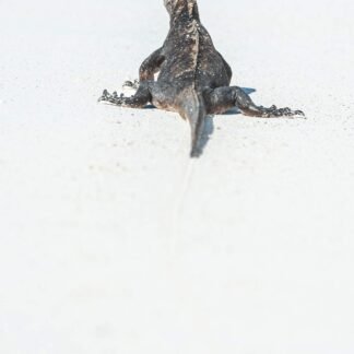 Marine Iguana on White Sand Beach Galapagos Islands Print