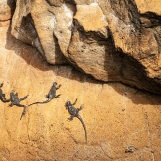 Marine Iguanas Basking on Golden Volcanic Rock Galapagos