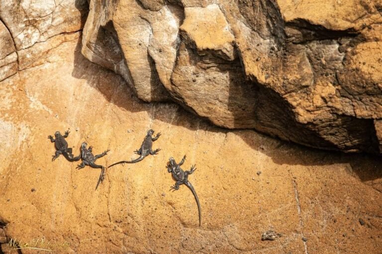 Marine Iguanas Basking on Golden Volcanic Rock Galapagos