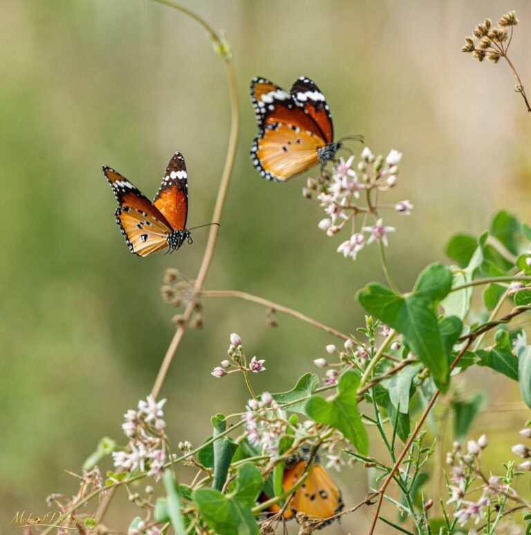 Monarch Butterflies Dancing on Milkweed Wildflowers
