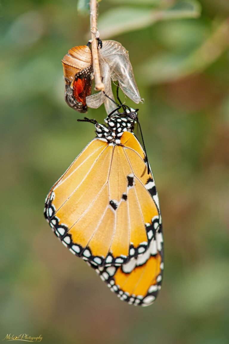 Monarch Butterfly Emerging From Chrysalis Nature Wall Art