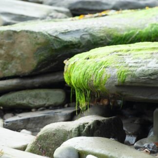 Emerald Seaweed on Weathered Driftwood Coastal Fine Art