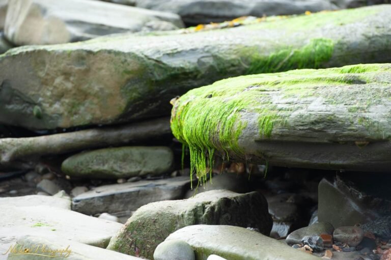 Emerald Seaweed on Weathered Driftwood Coastal Fine Art