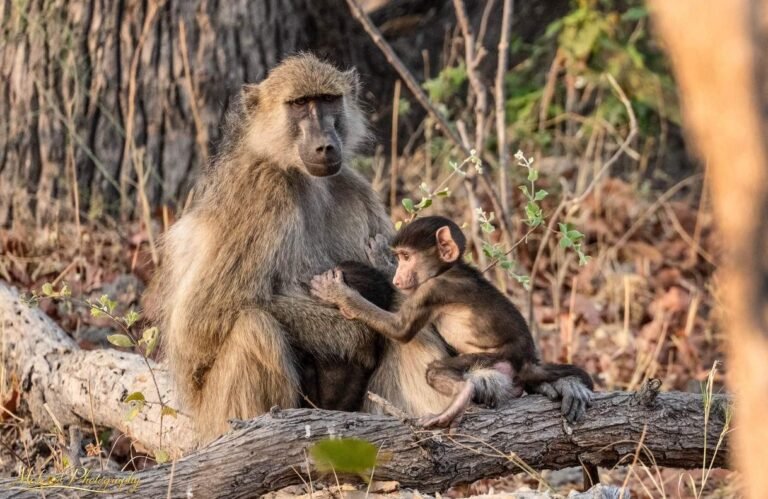 Mother Baboon and Baby – Tender African Wildlife Portrait