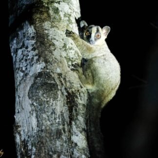 Sportive Lemur Nocturnal Portrait Madagascar Wildlife Art