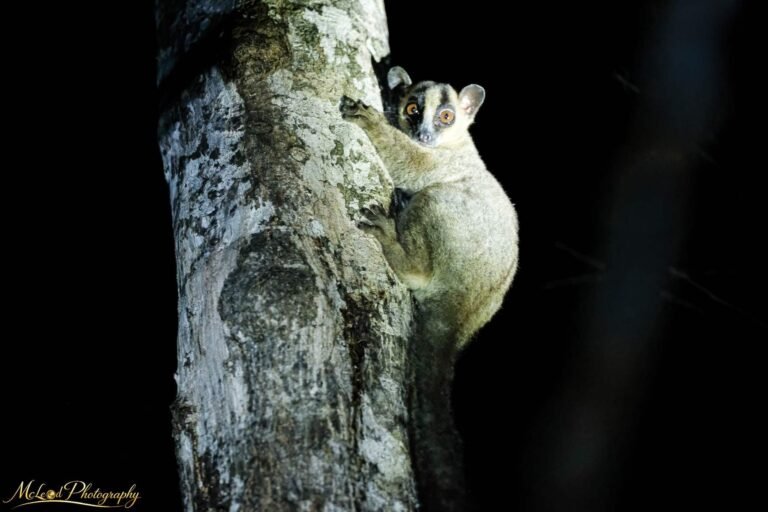 Sportive Lemur Nocturnal Portrait Madagascar Wildlife Art