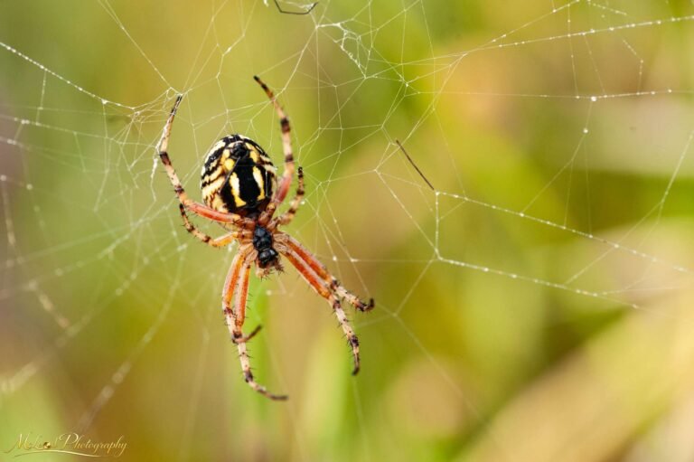 Orb Weaver Spider on Delicate Web Macro Nature Art Print