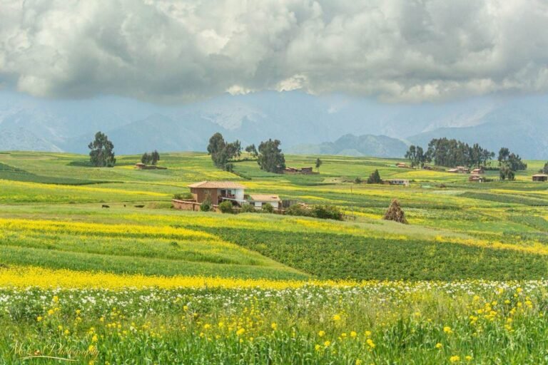 Golden Flower Fields in Peruvian Highlands with Andes Mountains